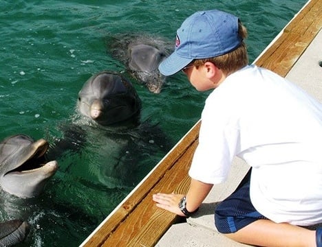 Boy looking at 3 dolphins