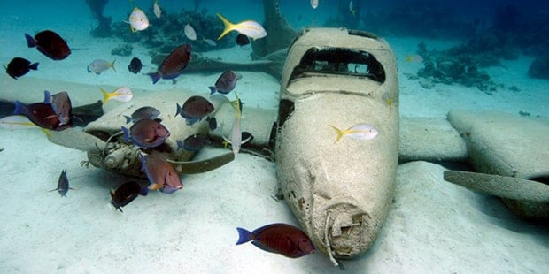 Fish next to underwater sunken airplane