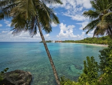 Palm tree overlooking blue water