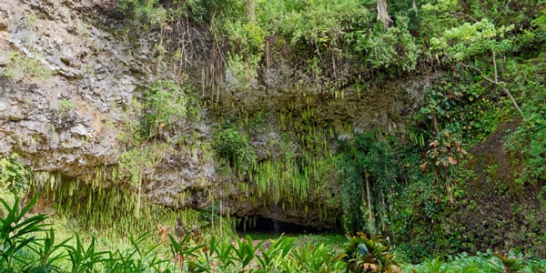 Fern Grotto in Kauai