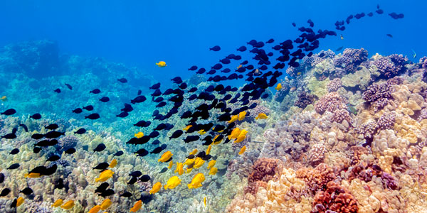 Reef with fish swimming in Hawaii