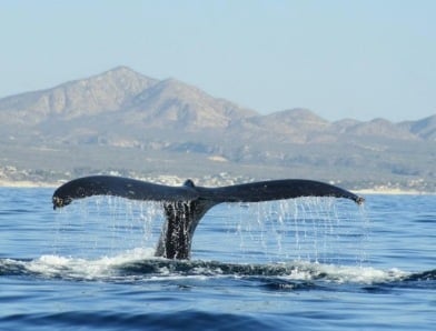 Whale tale splash in ocean