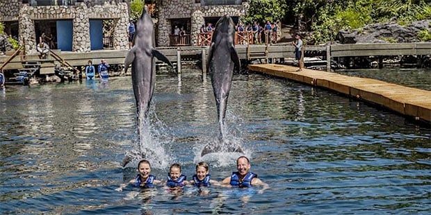 Family with Dolphins jumping behind