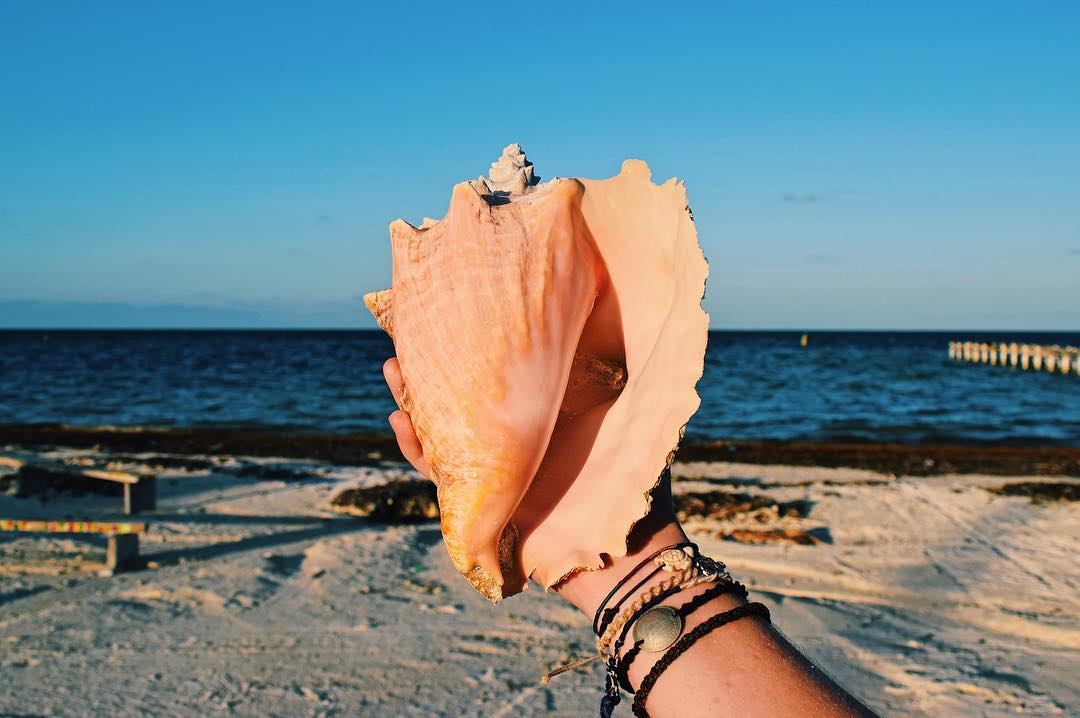 Shell, Caye Caulker, Belize