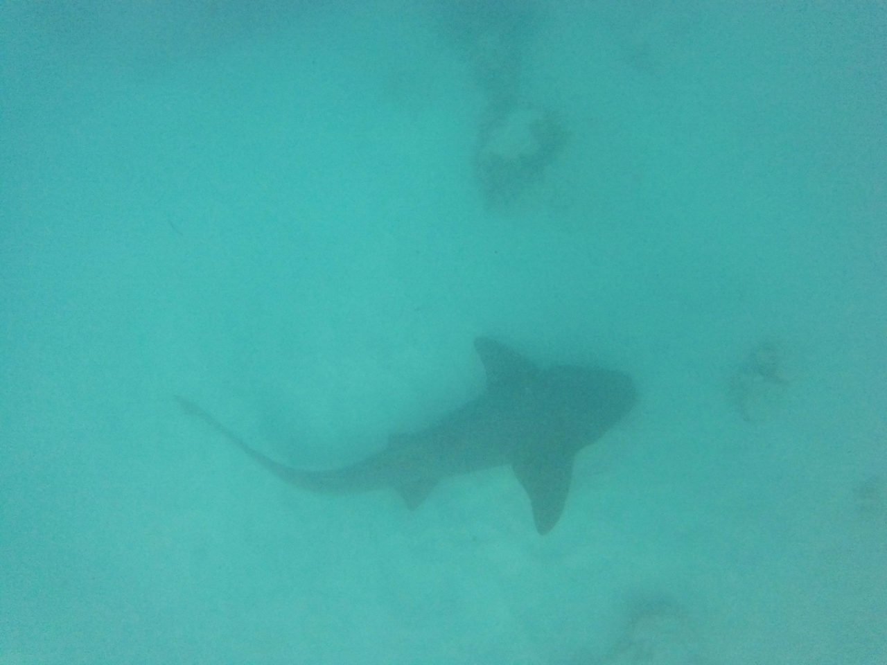 Nurse sharks, Marinarium, Punta Cana, Dominican Republic