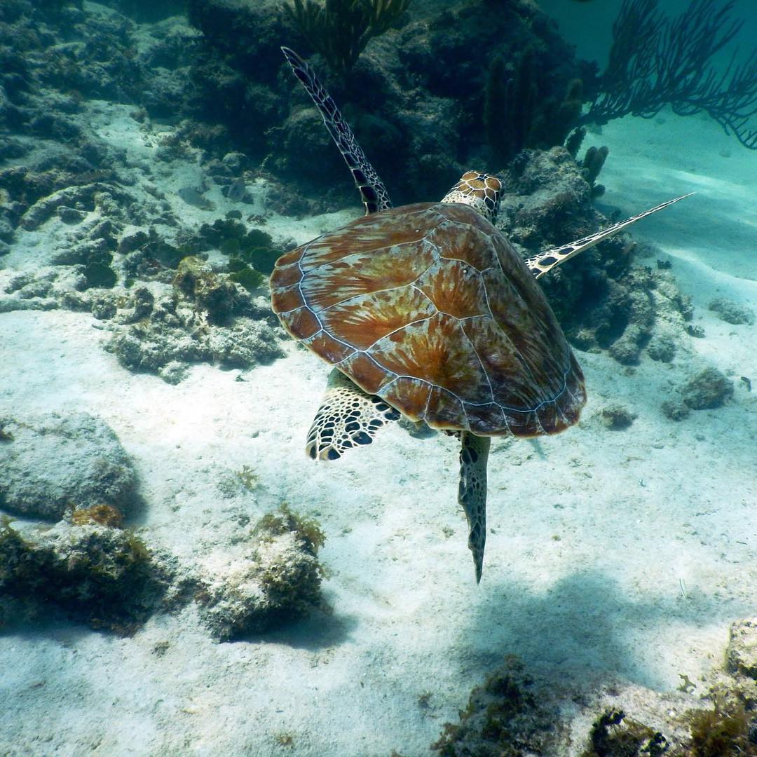  Turtle, Luxury Bahia Akumal, Mexico