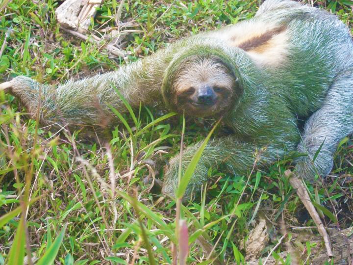 Sloth at Arenal Costa Rica