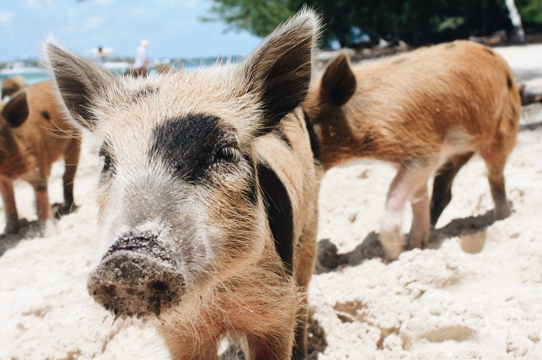 Pigs on the beach, The Abacos, Bahamas