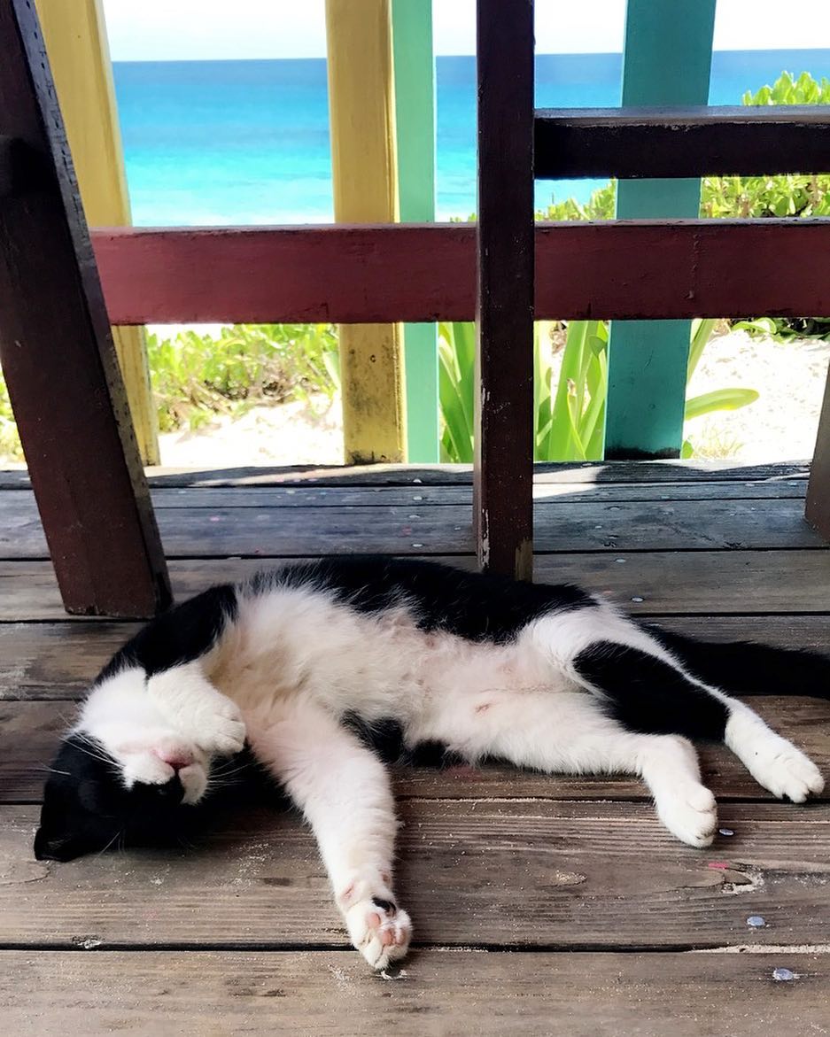 Eddie the Cat, Nipper's Great Guana Cay, Abacos, Bahamas,