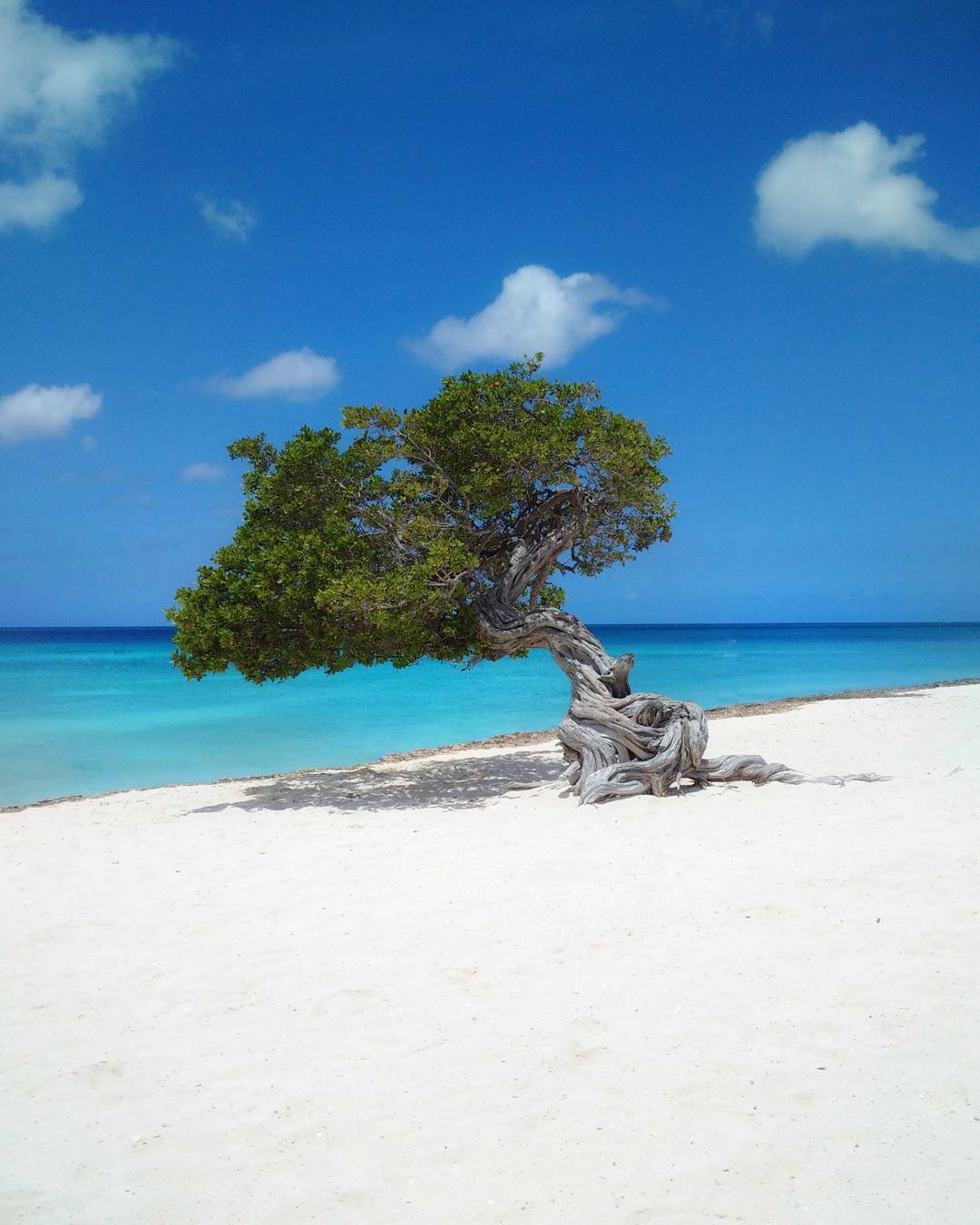 Divi Tree, Aruba