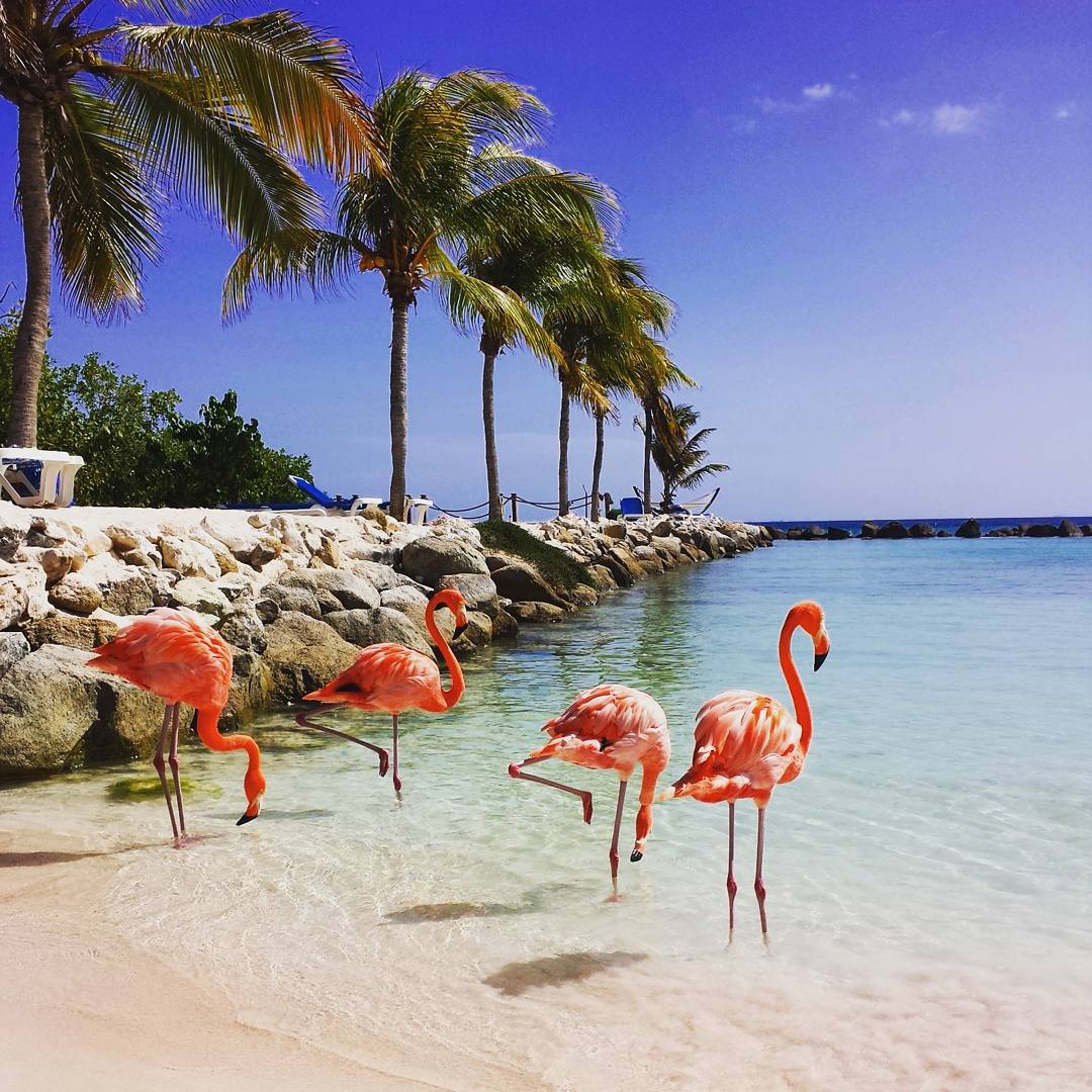 Pink flamingos, Renaissance Private Island, Aruba