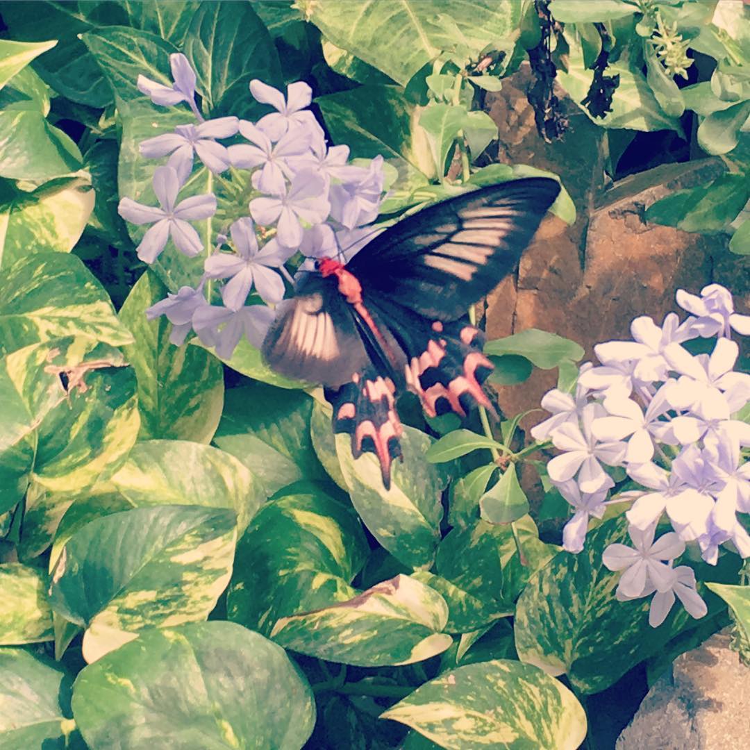 Butterfly Farm, Aruba