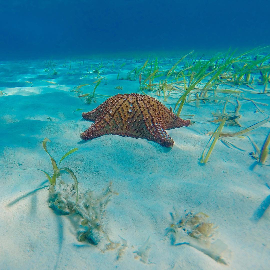 Starfish view while snorkeling, Cozumel Reef, Mexico