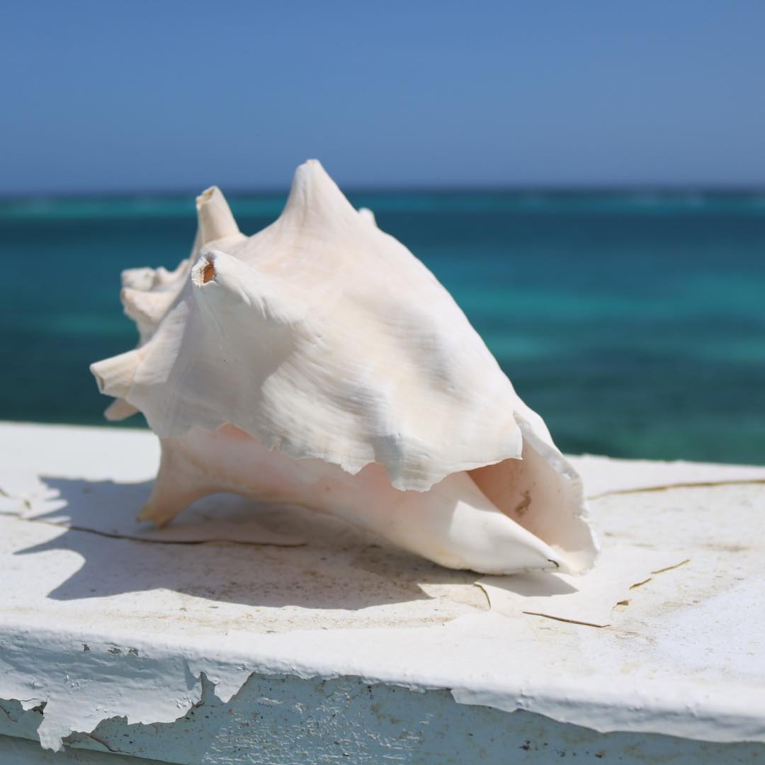 Conch shell, Oranjestad, Aruba