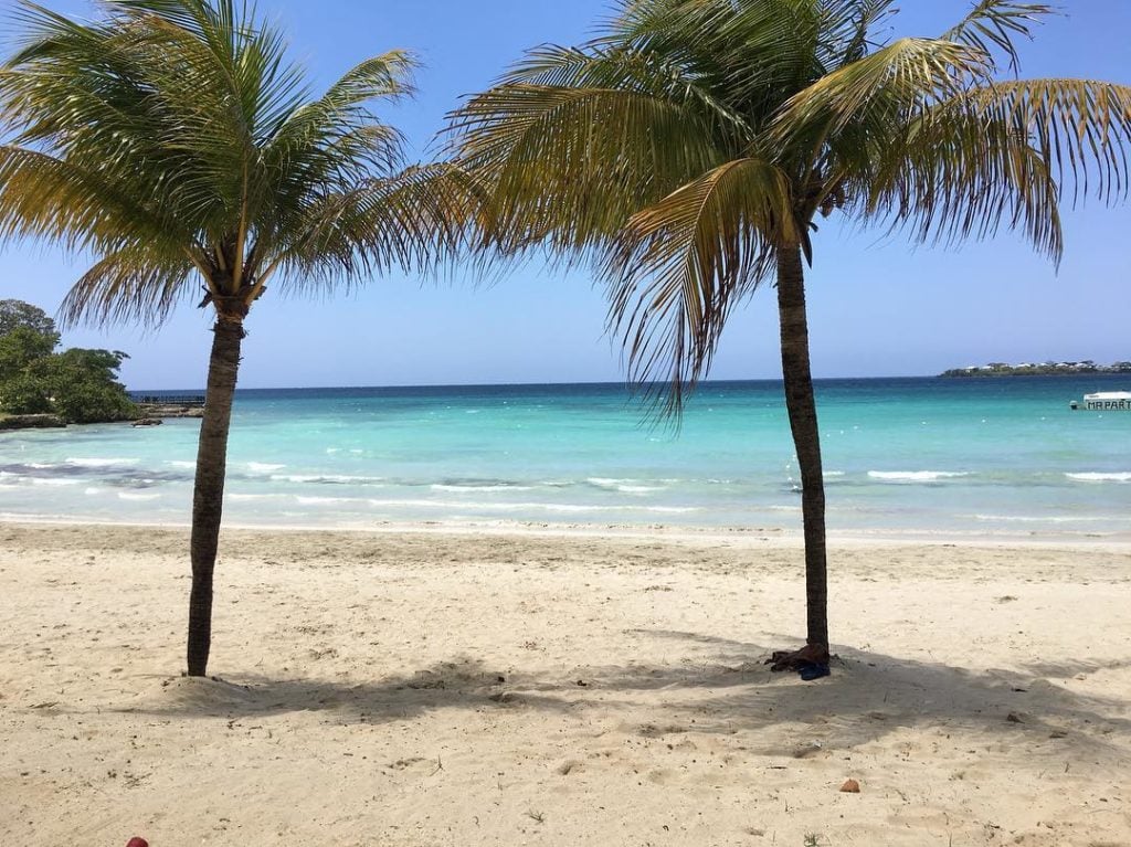 Palm trees, Royalton Negril, Jamaica