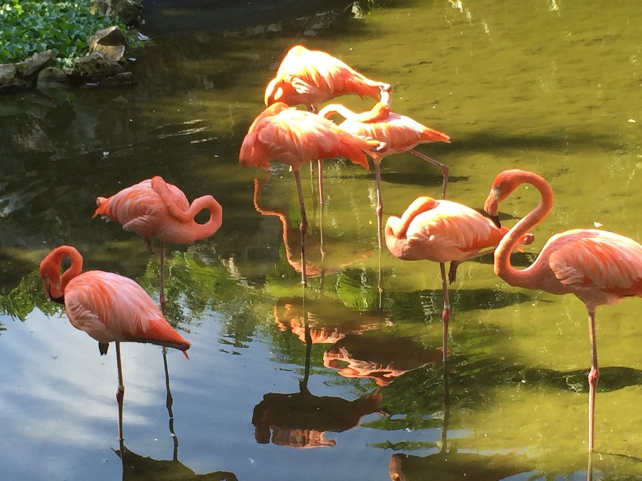 Pink flamingos, Grand Palladium Colonial Resort and Spa, Riviera Maya, Mexico