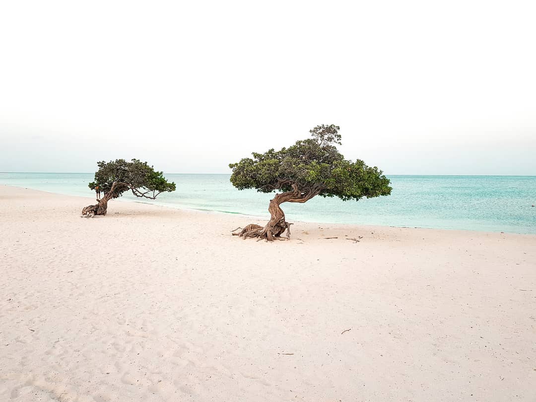 Two trees in sand on Eagle Beach