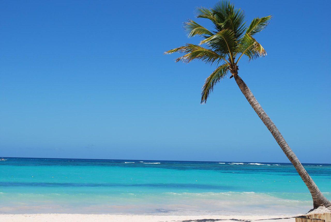 Palm tree over ocean on Bavaro Beach