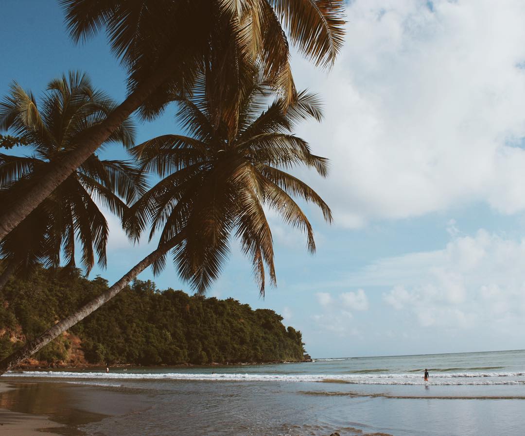 Palm trees over the beach. 