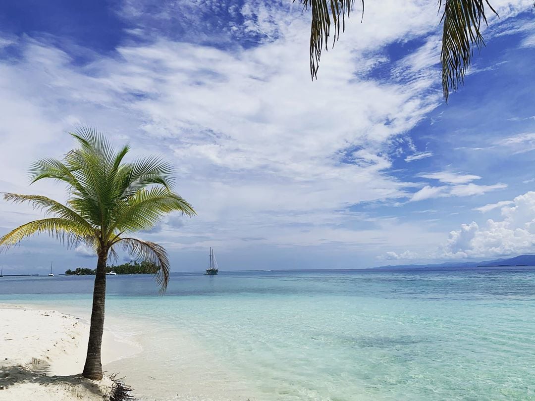 Beachfront with palm tree in sand. 